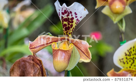 A beautiful lady slipper orchid paphiopedilum gratrixianum (species) . 87931874