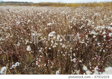 wild flowers late autumn landscape, dry grass and plants 87932029