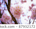 櫻花 87932172