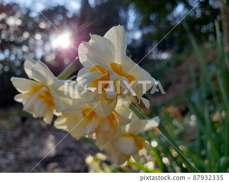 Narcissus blooming at Azumayama in Ninomiya Town [February] 87932335