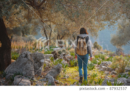 walk in olive grove, Harvest ready to produce extra virgin olive oil 87932537