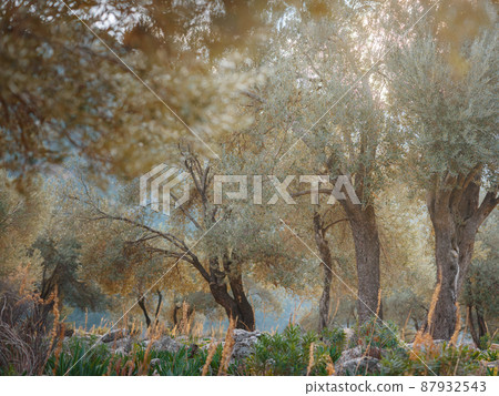 walk in olive grove, Harvest ready to produce extra virgin olive oil 87932543