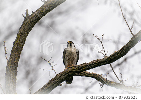 May in Hokkaido, spring of falcons. May in Hokkaido, spring of falcons. 87932623