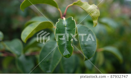 儲存雨露的植物葉子 儲存雨露的植物葉子 87932747