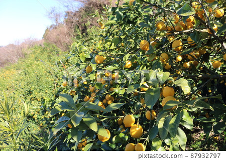 Setonai lemon 87932797