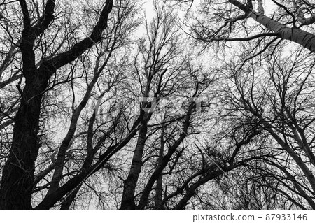 black and white photo of wild natural landscape, late autumn season, bare branches of trees without leaves, cloudy weather with haze, forest with silhouettes of trees 87933146