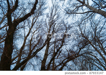 wild natural landscape, late autumn season, bare branches of trees without leaves, cloudy weather with haze, forest with silhouettes of trees 87933147