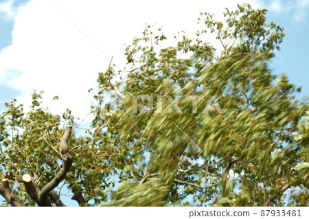 陽光明媚的日子裡被風吹動的樹 87933481