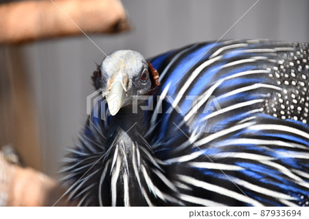Vulturine guinea fowl at Tennoji Zoo Vulturine guinea fowl at Tennoji Zoo 87933694