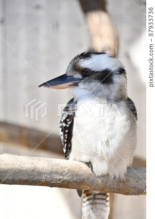 Warai Kingfisher of Tennoji Zoo Warai Kingfisher of Tennoji Zoo 87933736