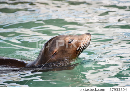 California sea lions at Tennoji Zoo California sea lions at Tennoji Zoo 87933804