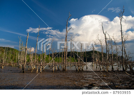 Mangrove forest at Baku National Park, Borneo - Malaysia Mangrove forest at Baku National Park, Borneo - Malaysia 87933935