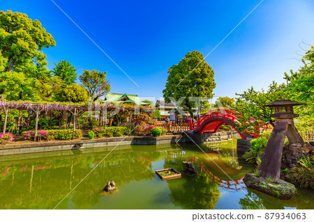 Kameido, Koto-ku, Tokyo Wisteria shelf and main shrine of Kameido Tenjin Shrine 87934063