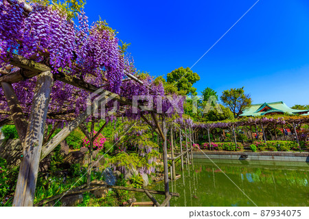 Kameido, Koto-ku, Tokyo Wisteria shelf and main shrine of Kameido Tenjin Shrine 87934075