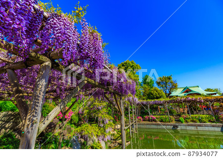 Kameido, Koto-ku, Tokyo Wisteria shelf and main shrine of Kameido Tenjin Shrine Kameido, Koto-ku, Tokyo Wisteria shelf and main shrine of Kameido Tenjin Shrine 87934077