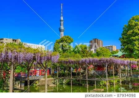 Kameido, Koto-ku, Tokyo Wisteria shelf and Sky Tree at Kameido Tenjin Shrine 87934098