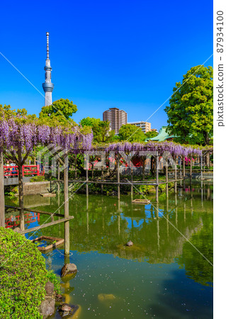 東京都江東區龜戶龜戶天神社的紫藤架和天空樹 87934100