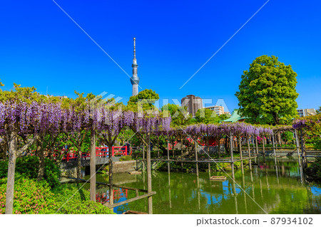 東京都江東區龜戶龜戶天神社的紫藤架和天空樹 87934102