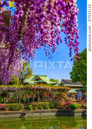東京都江東區龜戶 龜戶天神社的紫藤架和本社 東京都江東區龜戶 龜戶天神社的紫藤架和本社 87934118