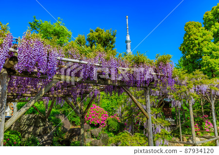 東京都江東區龜戶龜戶天神社的紫藤架和天空樹 87934120