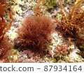 A group of seaweeds swaying in the waves in the sea 18 87934164