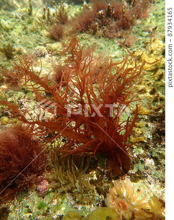 A group of seaweeds swaying in the waves in the sea 19 87934165