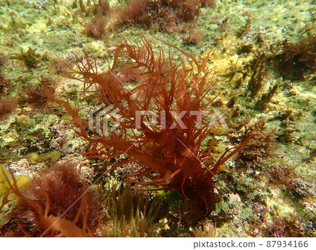 A group of seaweeds swaying in the waves in the sea 20 87934166