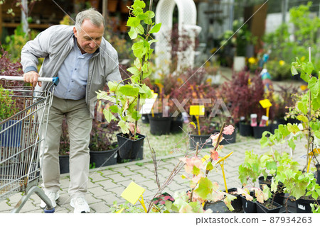 Man choosing seedlings in market Man choosing seedlings in market 87934263