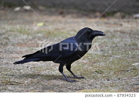 Crow (jungle crow) 87934323