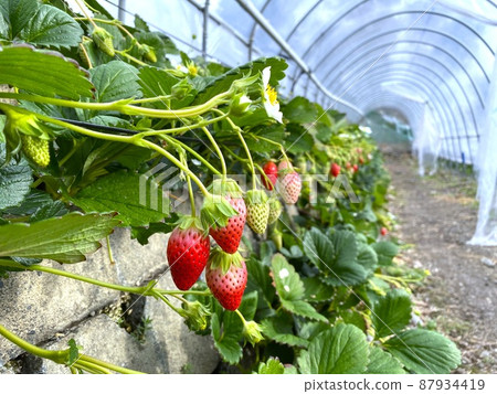 Ishigaki Strawberries in Shizuoka Ishigaki Strawberries in Shizuoka 87934419
