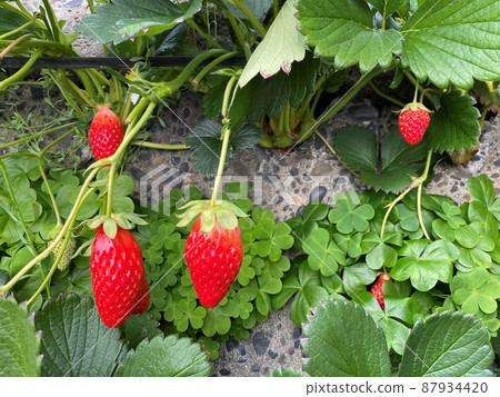 Ishigaki Strawberries "Akihime" Ishigaki Strawberries "Akihime" 87934420