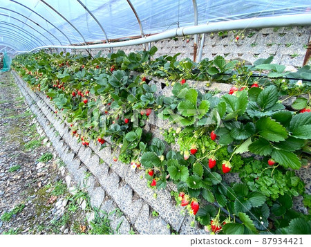 Ishigaki Strawberries in Shizuoka Ishigaki Strawberries in Shizuoka 87934421