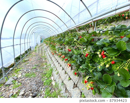 Ishigaki Strawberries in Shizuoka Ishigaki Strawberries in Shizuoka 87934423