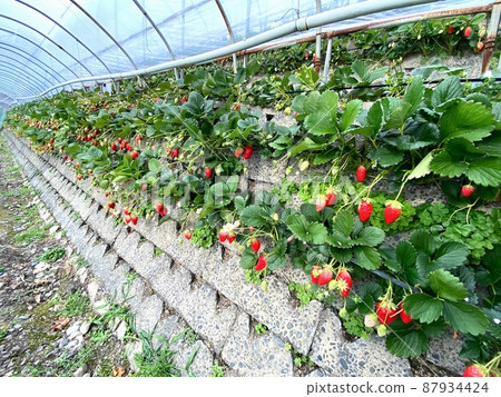 Ishigaki Strawberries in Shizuoka Ishigaki Strawberries in Shizuoka 87934424