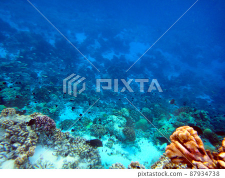 Drift snorkeling at French Polynesia, Rangiroa Atoll, Abattle Pass 87934738