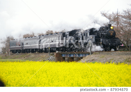 SL and rape blossoms, SL and cherry blossoms, SL and rape blossoms and cherry blossoms-Moka Tetsudo-SL Mooka material 87934870