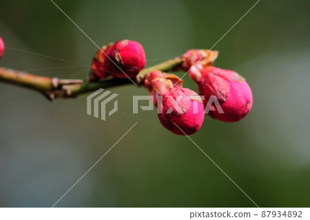 Plum buds that are getting bigger and rounder in red Plum buds that are getting bigger and rounder in red 87934892