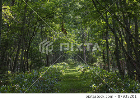 Mountain path through the sunlight 87935201