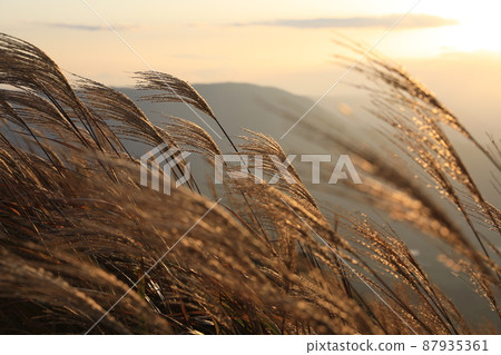 Japanese pampas grass fluttering in the golden breeze Japanese pampas grass fluttering in the golden breeze 87935361
