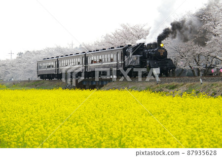 SL and rape blossoms, SL and cherry blossoms, SL and rape blossoms and cherry blossoms-Moka Tetsudo-SL Mooka material SL and rape blossoms, SL and cherry blossoms, SL and rape blossoms and cherry blossoms-Moka Tetsudo-SL Mooka material 87935628