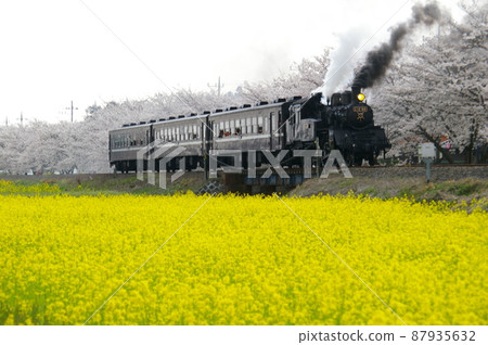 SL and rape blossoms, SL and cherry blossoms, SL and rape blossoms and cherry blossoms-Moka Tetsudo-SL Mooka material SL and rape blossoms, SL and cherry blossoms, SL and rape blossoms and cherry blossoms-Moka Tetsudo-SL Mooka material 87935632