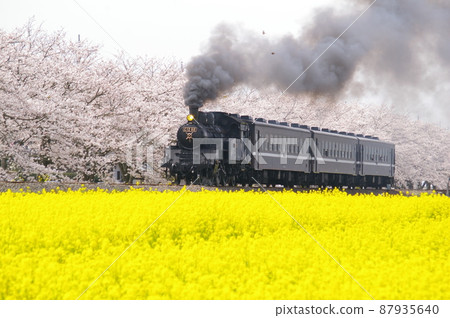 SL and rape blossoms, SL and cherry blossoms, SL and rape blossoms and cherry blossoms-Moka Tetsudo-SL Mooka material 87935640