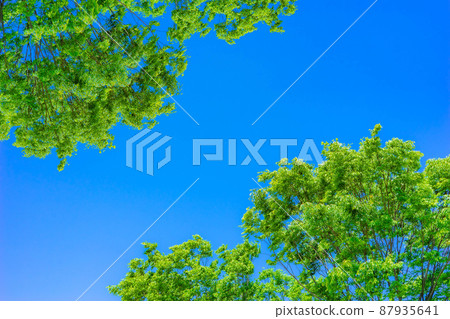 Blue sky and fresh green [Aichi Prefecture] 87935641