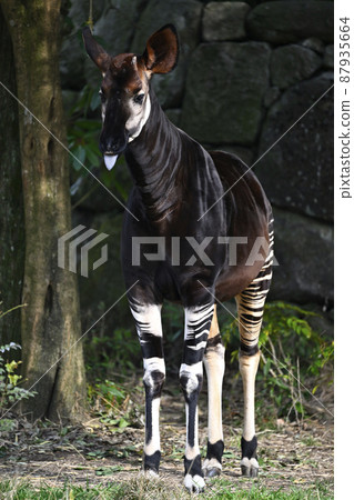 霍加皮 霍加皮 87935664