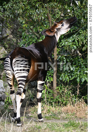 Okapi Okapi 87935667
