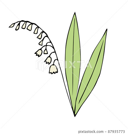 Vector hand drawn lily of the valley flower Vector hand drawn lily of the valley flower 87935773