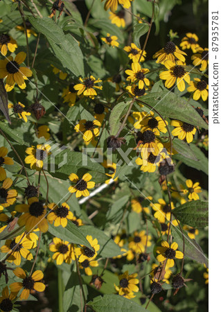 Yellow flowers found on the roadside Yellow flowers found on the roadside 87935781