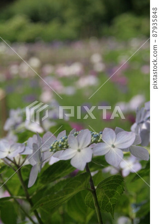 Hydrangea at Hondoji Temple in the morning sun Hydrangea at Hondoji Temple in the morning sun 87935848