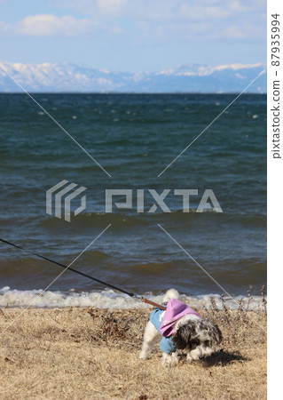 Lake Biwa and his dog 87935994
