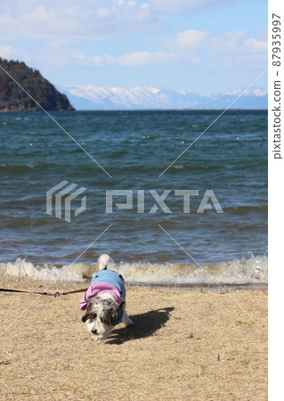Lake Biwa and his dog Lake Biwa and his dog 87935997